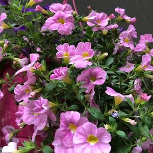 Meet your Posher, Alma